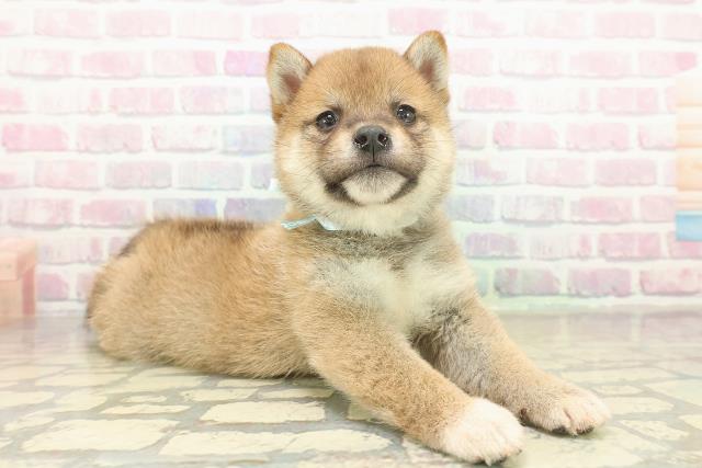 栃木県の豆柴 (Coo&RIKUFKDインターパーク店/2025年11月17日生まれ/男の子/赤)の子犬の3枚目の画像