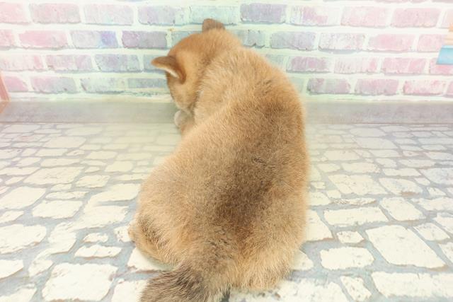 栃木県の豆柴 (Coo&RIKUFKDインターパーク店/2025年11月17日生まれ/男の子/赤)の子犬の4枚目の画像