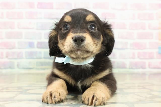 栃木県のチワックス(チワワ×ダックス) (Coo&RIKU小山店/2025年11月17日生まれ/男の子/ブラックタンホワイト)の子犬の1枚目の画像