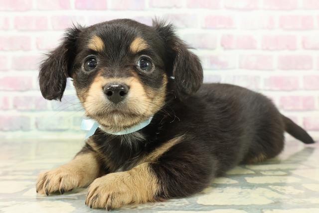 栃木県のチワックス(チワワ×ダックス) (Coo&RIKU小山店/2025年11月17日生まれ/男の子/ブラックタンホワイト)の子犬の2枚目の画像