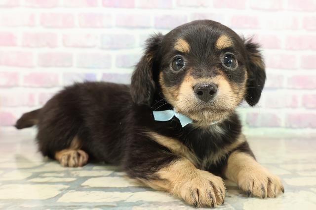 栃木県のチワックス(チワワ×ダックス) (Coo&RIKU小山店/2025年11月17日生まれ/男の子/ブラックタンホワイト)の子犬の3枚目の画像