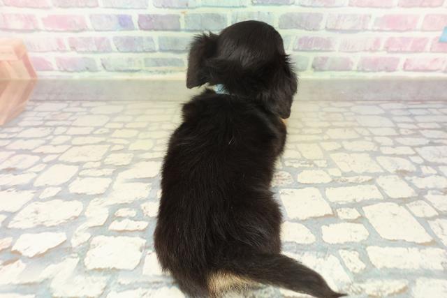 栃木県のチワックス(チワワ×ダックス) (Coo&RIKU小山店/2025年11月17日生まれ/男の子/ブラックタンホワイト)の子犬の4枚目の画像