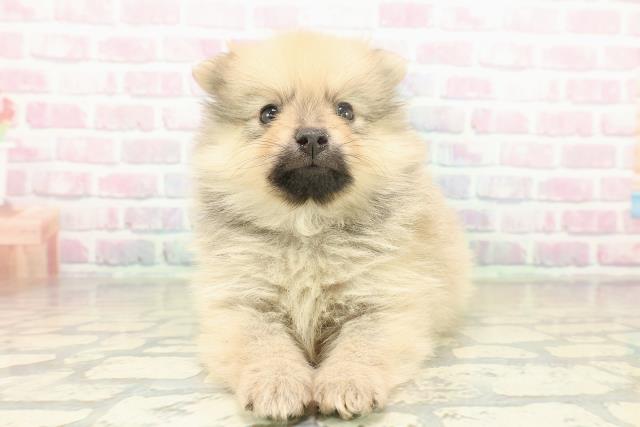 東京都のポメラニアン (Coo&RIKU立川店/2025年11月16日生まれ/男の子/オレンジセーブル)の子犬の1枚目の画像