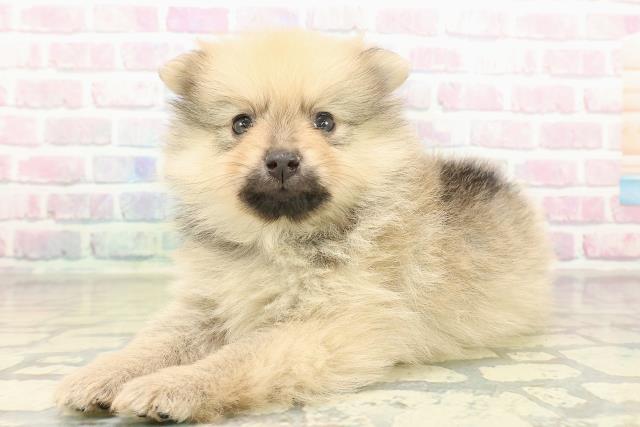 東京都のポメラニアン (Coo&RIKU立川店/2025年11月16日生まれ/男の子/オレンジセーブル)の子犬の2枚目の画像