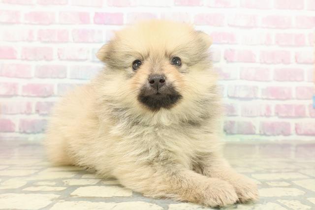 東京都のポメラニアン (Coo&RIKU立川店/2025年11月16日生まれ/男の子/オレンジセーブル)の子犬の3枚目の画像