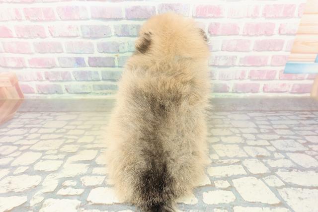 東京都のポメラニアン (Coo&RIKU立川店/2025年11月16日生まれ/男の子/オレンジセーブル)の子犬の4枚目の画像