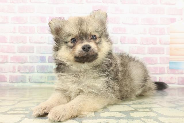 栃木県のポメラニアン (Coo&RIKU足利店/2025年11月16日生まれ/女の子/オレンジセーブル)の子犬の2枚目の画像