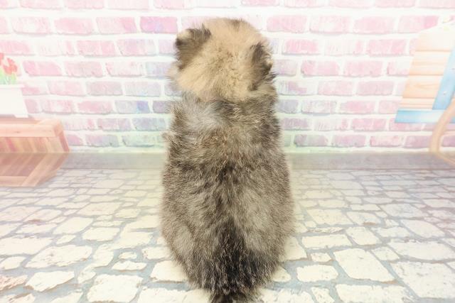 栃木県のポメラニアン (Coo&RIKU足利店/2025年11月16日生まれ/女の子/オレンジセーブル)の子犬の4枚目の画像