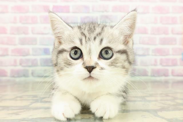 東京都のスコティッシュフォールド (Coo&RIKU立川店/2025年11月19日生まれ/女の子/シルバータビーホワイト)の子猫の1枚目の画像