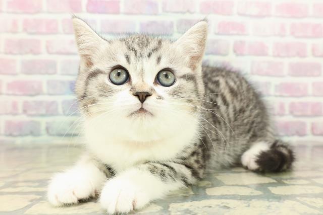 東京都のスコティッシュフォールド (Coo&RIKU立川店/2025年11月19日生まれ/女の子/シルバータビーホワイト)の子猫の2枚目の画像