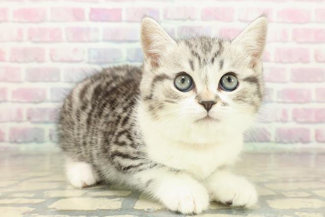 東京都のスコティッシュフォールド (Coo&RIKU立川店/2025年11月19日生まれ/女の子/シルバータビーホワイト)の子猫の3枚目の画像