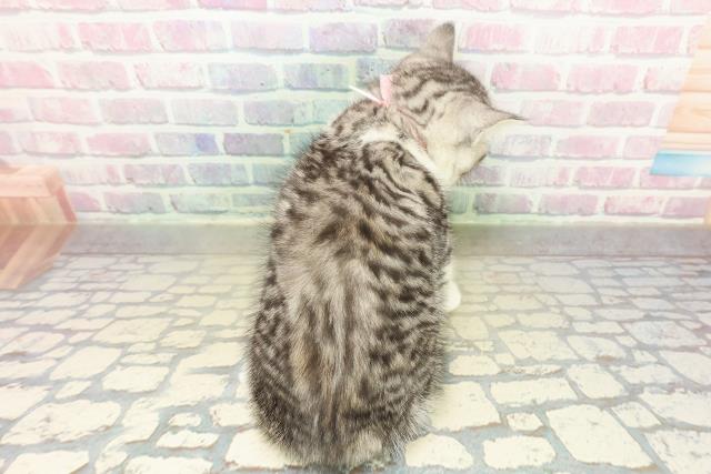 東京都のスコティッシュフォールド (Coo&RIKU立川店/2025年11月19日生まれ/女の子/シルバータビーホワイト)の子猫の4枚目の画像