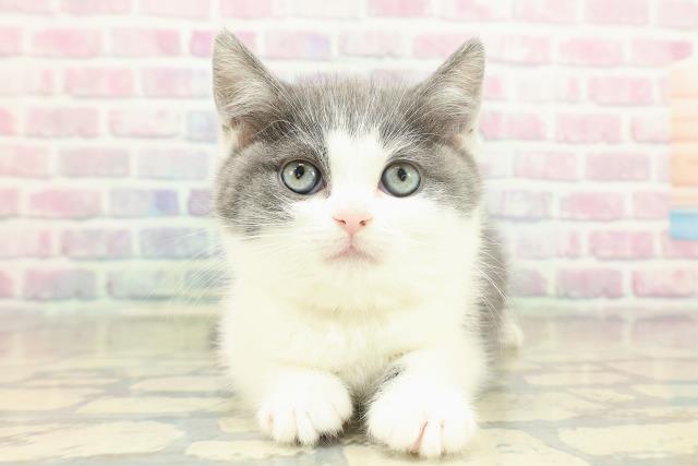 神奈川県のスコティッシュフォールド (Coo&RIKU小田原店/2025年11月19日生まれ/女の子/ブルータビーホワイト)の子猫の1枚目の画像