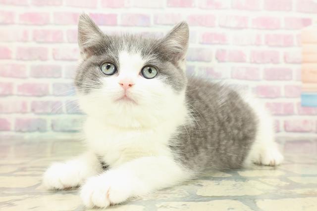 神奈川県のスコティッシュフォールド (Coo&RIKU小田原店/2025年11月19日生まれ/女の子/ブルータビーホワイト)の子猫の2枚目の画像
