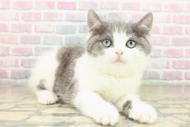 神奈川県のスコティッシュフォールド (Coo&RIKU小田原店/2025年11月19日生まれ/女の子/ブルータビーホワイト)の子猫の3枚目の画像