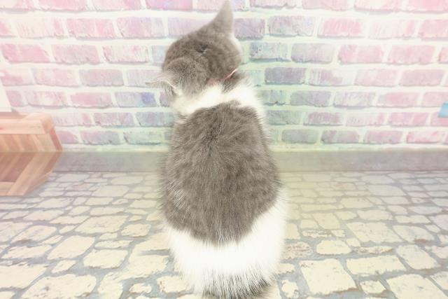 神奈川県のスコティッシュフォールド (Coo&RIKU小田原店/2025年11月19日生まれ/女の子/ブルータビーホワイト)の子猫の4枚目の画像