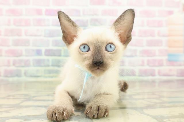 神奈川県のトンキニーズ (Coo&RIKU小田原店/2025年11月17日生まれ/男の子/ナチュラルポイント)の子猫の1枚目の画像