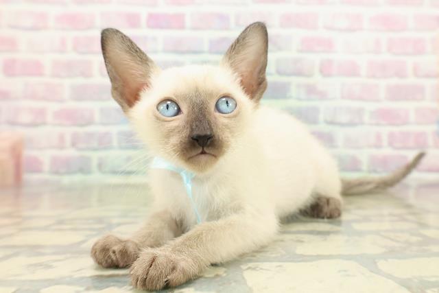 神奈川県のトンキニーズ (Coo&RIKU小田原店/2025年11月17日生まれ/男の子/ナチュラルポイント)の子猫の2枚目の画像