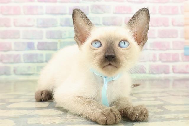 神奈川県のトンキニーズ (Coo&RIKU小田原店/2025年11月17日生まれ/男の子/ナチュラルポイント)の子猫の3枚目の画像