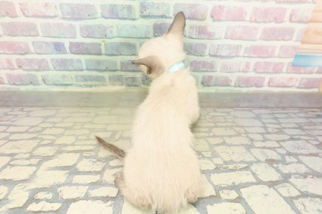 神奈川県のトンキニーズ (Coo&RIKU小田原店/2025年11月17日生まれ/男の子/ナチュラルポイント)の子猫の4枚目の画像