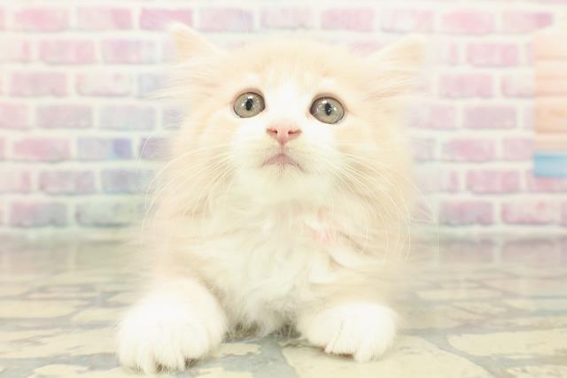 東京都のノルウェージャンフォレストキャット (Coo&RIKU立川店/2025年11月12日生まれ/女の子/クリームタビーホワイト)の子猫の1枚目の画像