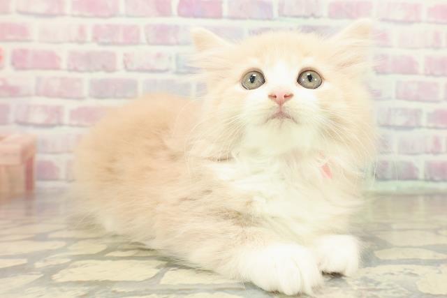 東京都のノルウェージャンフォレストキャット (Coo&RIKU立川店/2025年11月12日生まれ/女の子/クリームタビーホワイト)の子猫の3枚目の画像