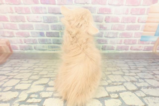 東京都のノルウェージャンフォレストキャット (Coo&RIKU立川店/2025年11月12日生まれ/女の子/クリームタビーホワイト)の子猫の4枚目の画像