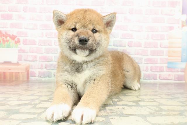 東京都の柴犬(標準サイズ) (Coo&RIKU立川店/2025年11月20日生まれ/男の子/赤)の子犬の2枚目の画像