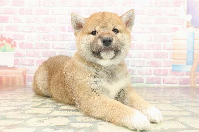 東京都の柴犬(標準サイズ) (Coo&RIKU立川店/2025年11月20日生まれ/男の子/赤)の子犬の3枚目の画像