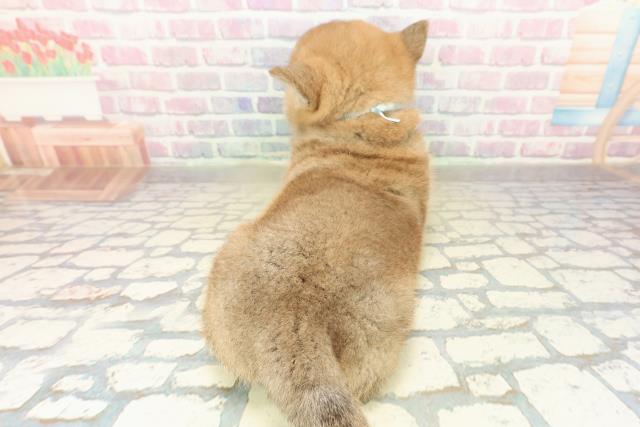 東京都の柴犬(標準サイズ) (Coo&RIKU立川店/2025年11月20日生まれ/男の子/赤)の子犬の4枚目の画像