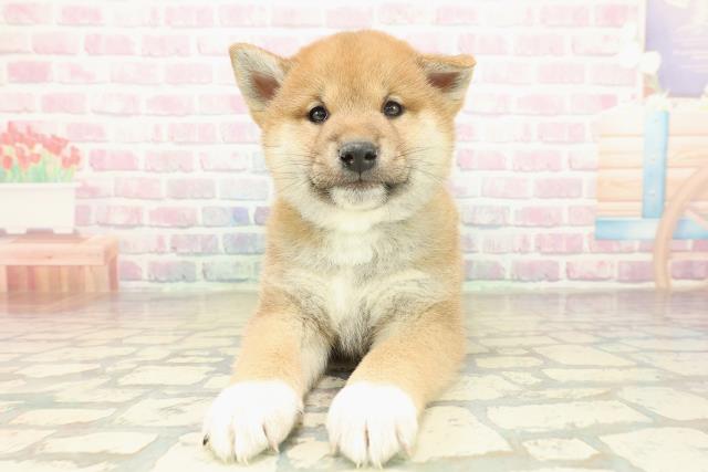 神奈川県の柴犬(標準サイズ) (Coo&RIKU横須賀店/2025年11月20日生まれ/男の子/赤)の子犬の1枚目の画像