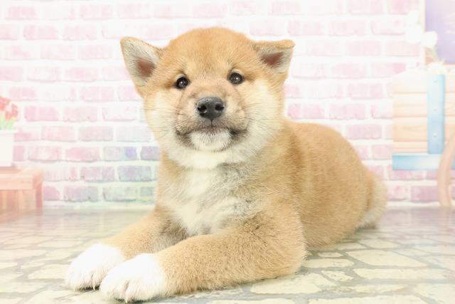 神奈川県の柴犬(標準サイズ) (Coo&RIKU横須賀店/2025年11月20日生まれ/男の子/赤)の子犬の2枚目の画像