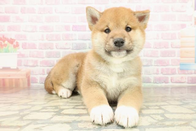 神奈川県の柴犬(標準サイズ) (Coo&RIKU横須賀店/2025年11月20日生まれ/男の子/赤)の子犬の3枚目の画像