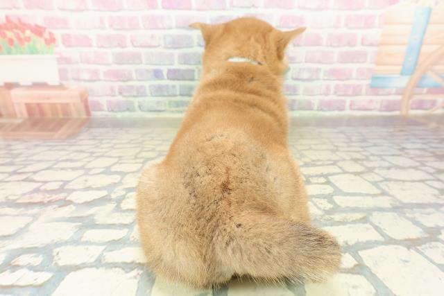 神奈川県の柴犬(標準サイズ) (Coo&RIKU横須賀店/2025年11月20日生まれ/男の子/赤)の子犬の4枚目の画像