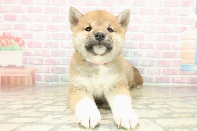 神奈川県の柴犬(標準サイズ) (Coo&RIKU小田原店/2025年11月20日生まれ/女の子/赤)の子犬の1枚目の画像