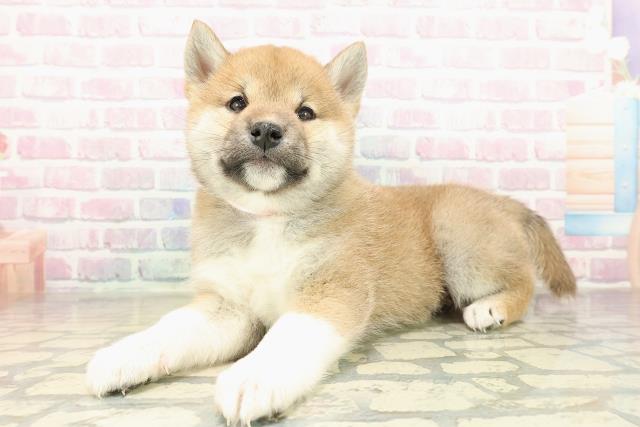 神奈川県の柴犬(標準サイズ) (Coo&RIKU小田原店/2025年11月20日生まれ/女の子/赤)の子犬の2枚目の画像