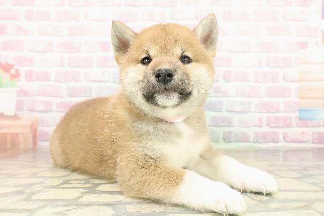 神奈川県の柴犬(標準サイズ) (Coo&RIKU小田原店/2025年11月20日生まれ/女の子/赤)の子犬の3枚目の画像