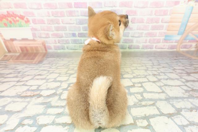 神奈川県の柴犬(標準サイズ) (Coo&RIKU小田原店/2025年11月20日生まれ/女の子/赤)の子犬の4枚目の画像