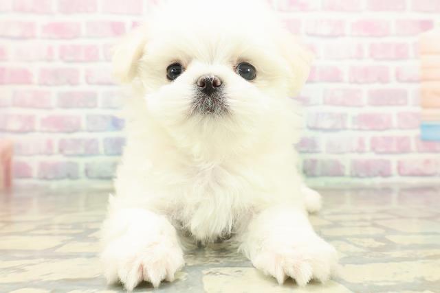神奈川県のマルチーズ (Coo&RIKU横浜港南台店/2025年11月19日生まれ/女の子/ホワイト)の子犬の1枚目の画像