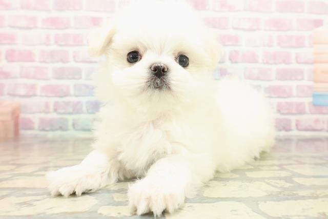 神奈川県のマルチーズ (Coo&RIKU横浜港南台店/2025年11月19日生まれ/女の子/ホワイト)の子犬の2枚目の画像