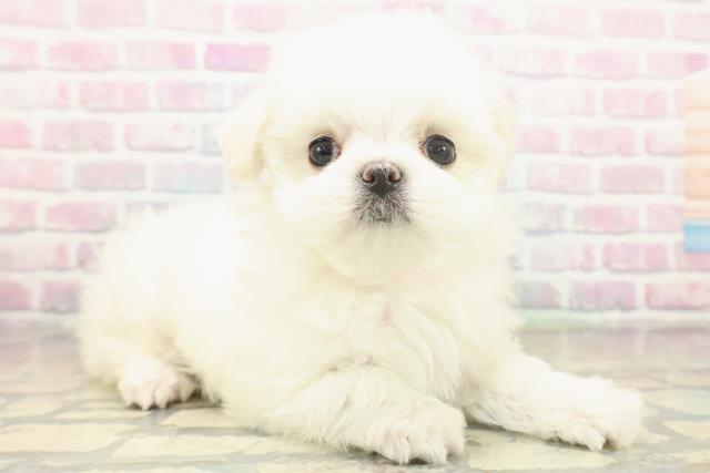 神奈川県のマルチーズ (Coo&RIKU横浜港南台店/2025年11月19日生まれ/女の子/ホワイト)の子犬の3枚目の画像