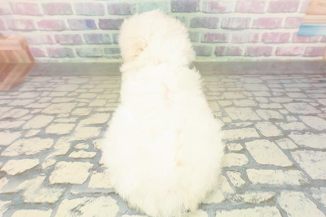 神奈川県のマルチーズ (Coo&RIKU横浜港南台店/2025年11月19日生まれ/女の子/ホワイト)の子犬の4枚目の画像
