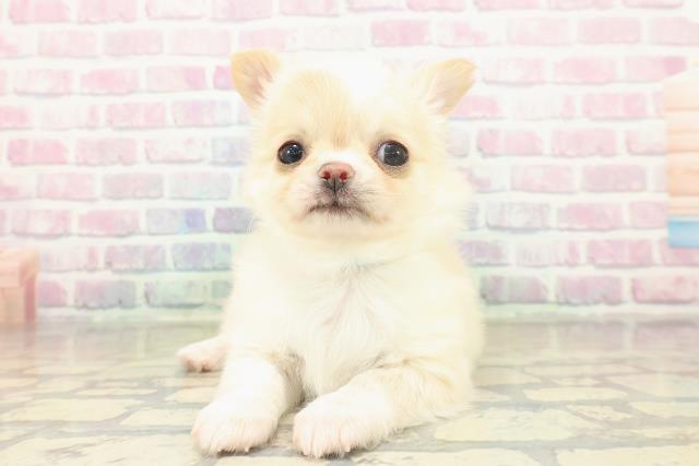 東京都のチワワ(ロング) (Coo&RIKU立川店/2025年11月19日生まれ/男の子/クリームホワイト)の子犬の1枚目の画像