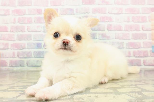 東京都のチワワ(ロング) (Coo&RIKU立川店/2025年11月19日生まれ/男の子/クリームホワイト)の子犬の2枚目の画像