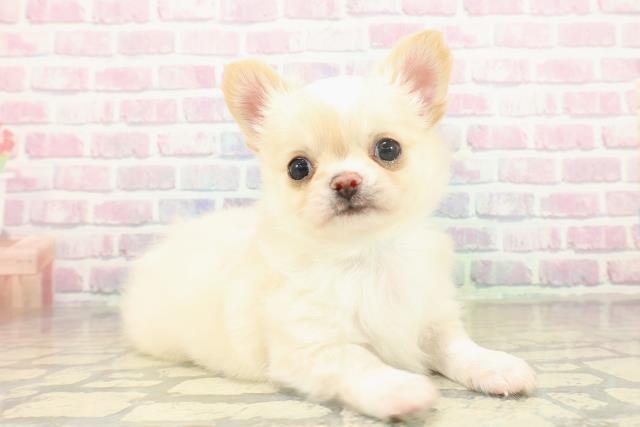 東京都のチワワ(ロング) (Coo&RIKU立川店/2025年11月19日生まれ/男の子/クリームホワイト)の子犬の3枚目の画像