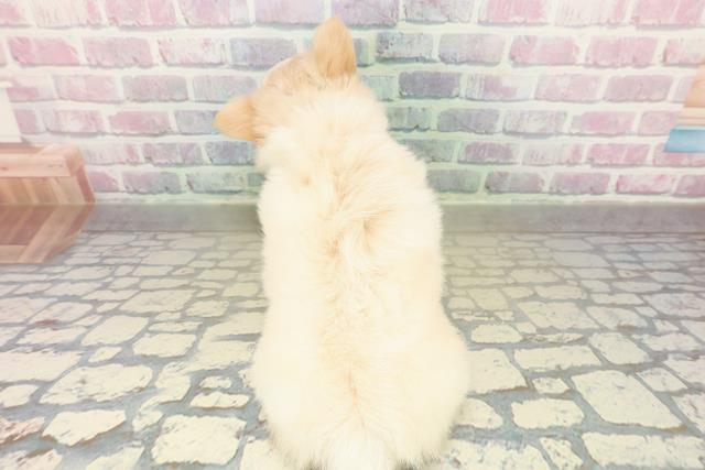 東京都のチワワ(ロング) (Coo&RIKU立川店/2025年11月19日生まれ/男の子/クリームホワイト)の子犬の4枚目の画像