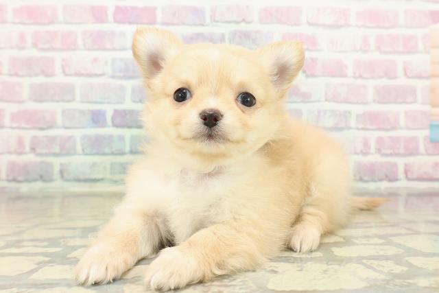 茨城県のチワワ(ロング) (Coo&RIKU石岡店/2025年11月20日生まれ/女の子/クリームホワイト)の子犬の2枚目の画像