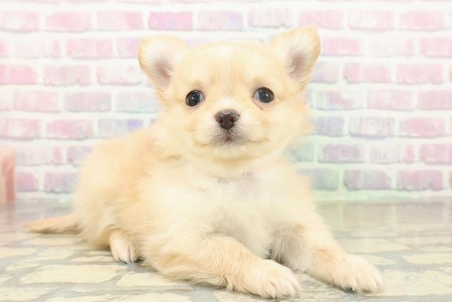 茨城県のチワワ(ロング) (Coo&RIKU石岡店/2025年11月20日生まれ/女の子/クリームホワイト)の子犬の3枚目の画像