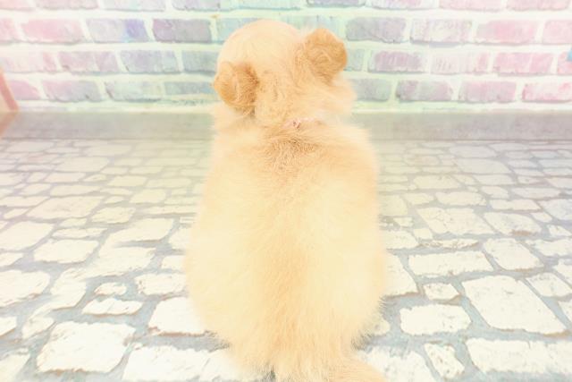 茨城県のチワワ(ロング) (Coo&RIKU石岡店/2025年11月20日生まれ/女の子/クリームホワイト)の子犬の4枚目の画像