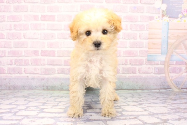滋賀県のトイプードル(トイ) (Coo&RIKU滋賀草津店/2025年11月19日生まれ/男の子/ペールフォーン)の子犬の1枚目の画像